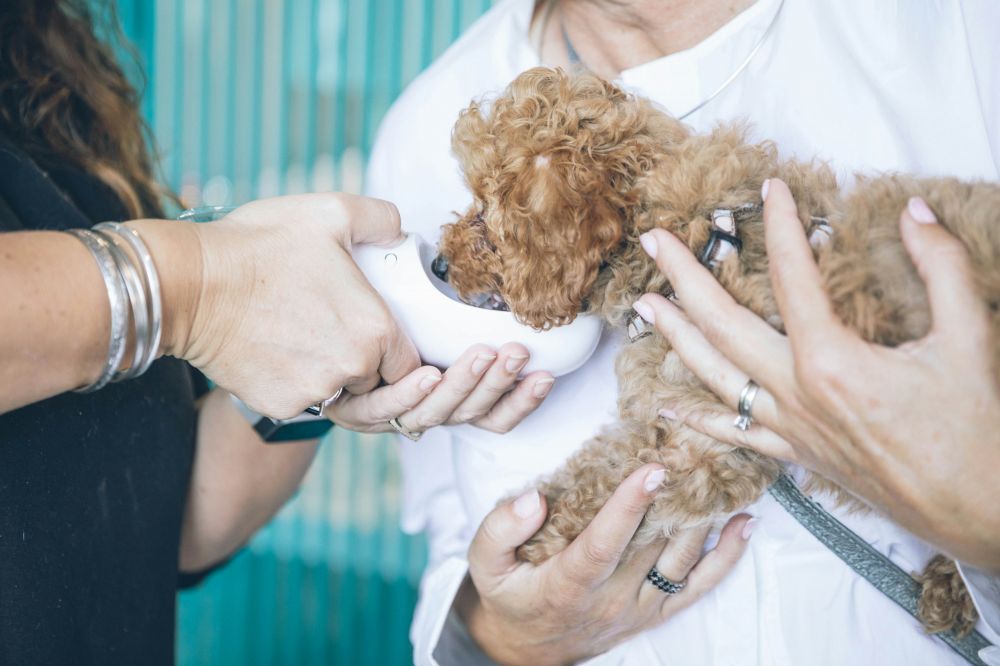 Veterinär stockholm  trygg och personlig vård för hund och katt