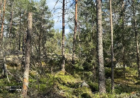 Virkesköp i Östergötland  så gör skogsägaren en trygg och lönsam affär
